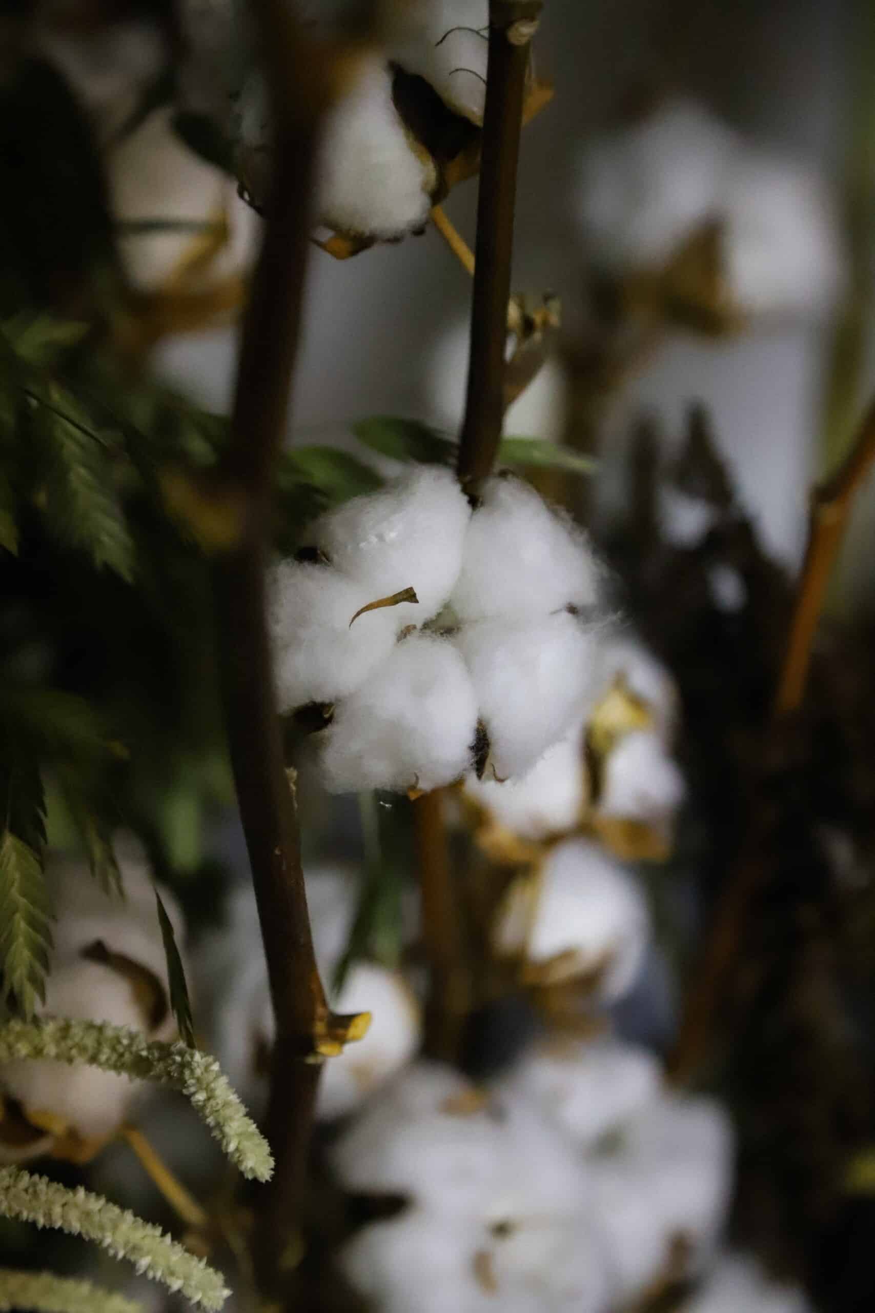 Baumwolle Wieso nutzen wir Bio- Baumwolle und Bambus als Rohstoffe unserer Socken?